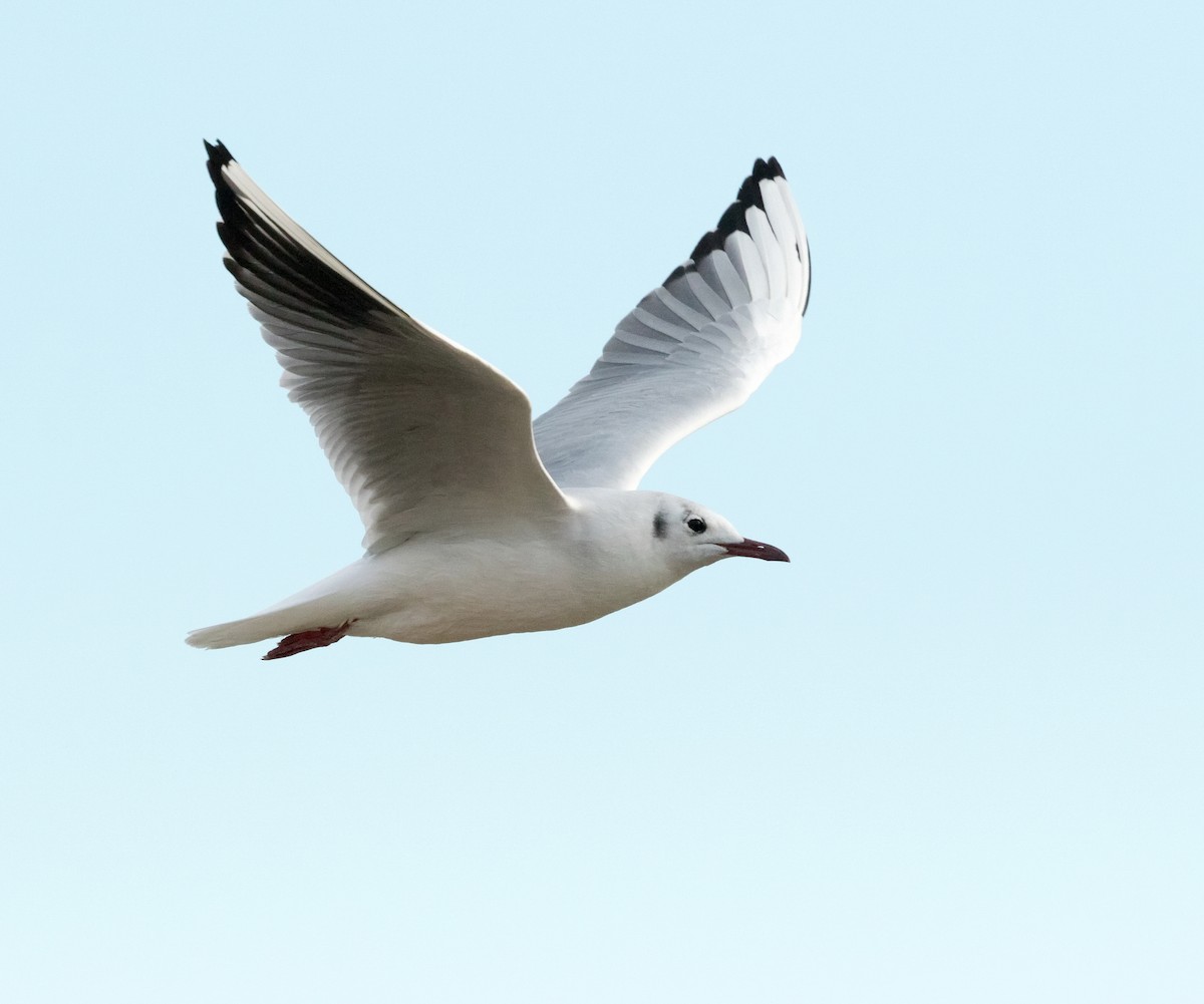 Mouette rieuse - ML313765211