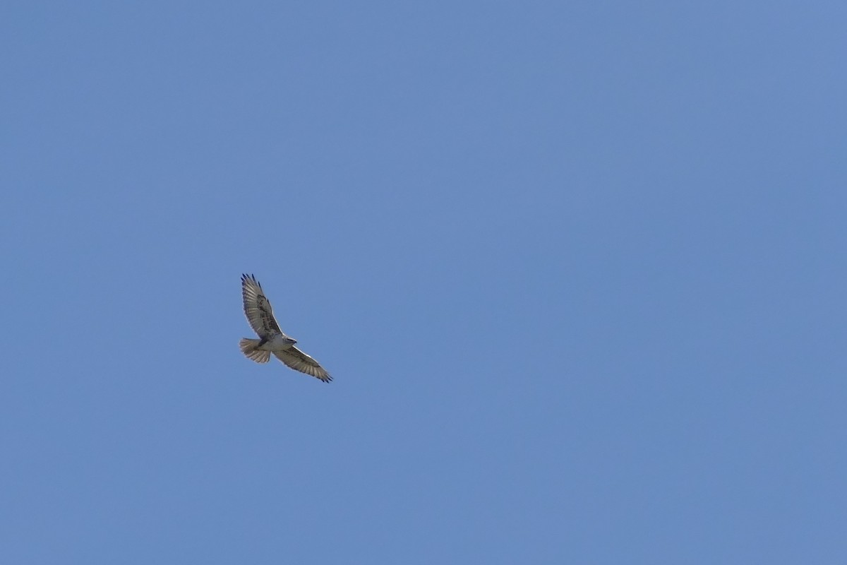 Ferruginous Hawk - Bruce Mast