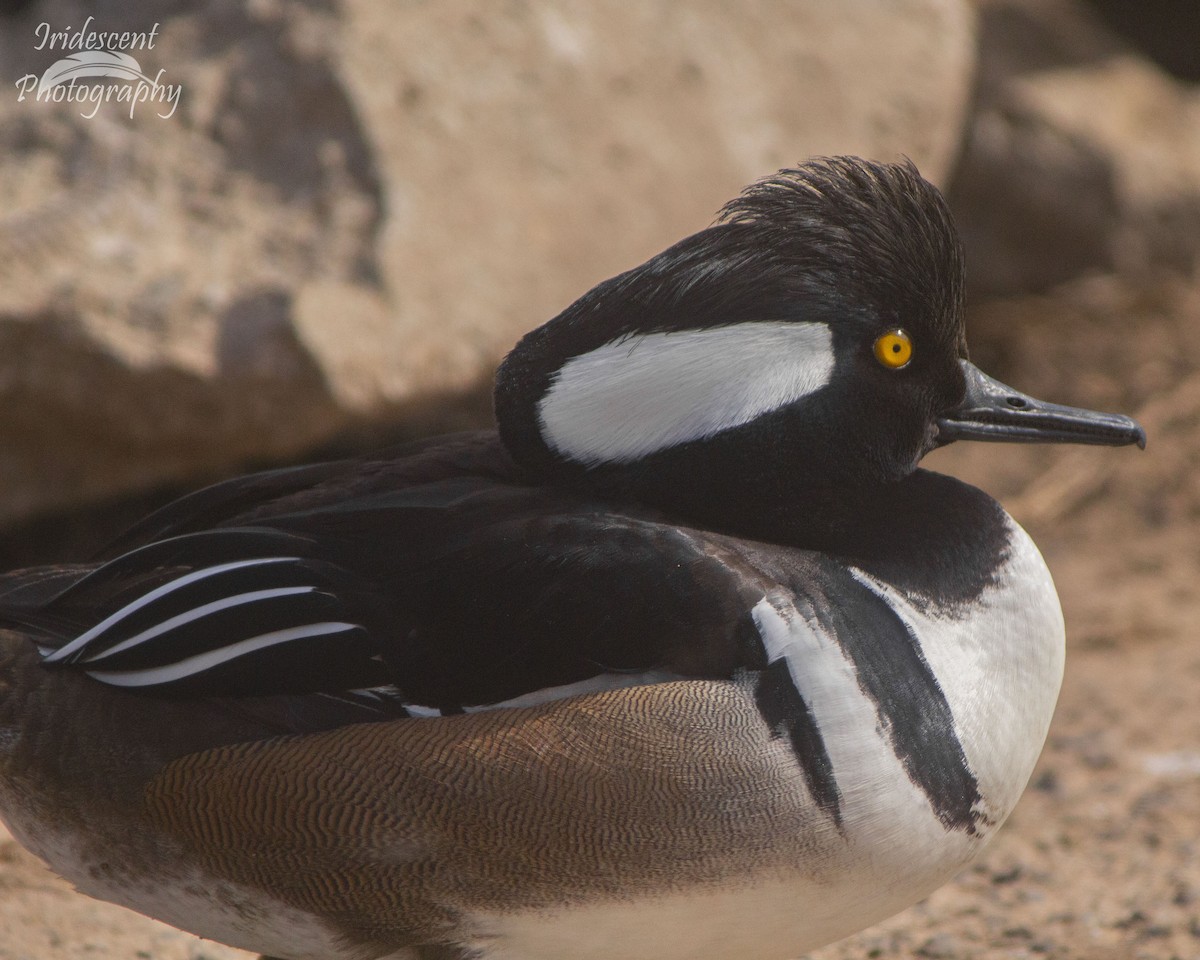 Hooded Merganser - Megan Migues