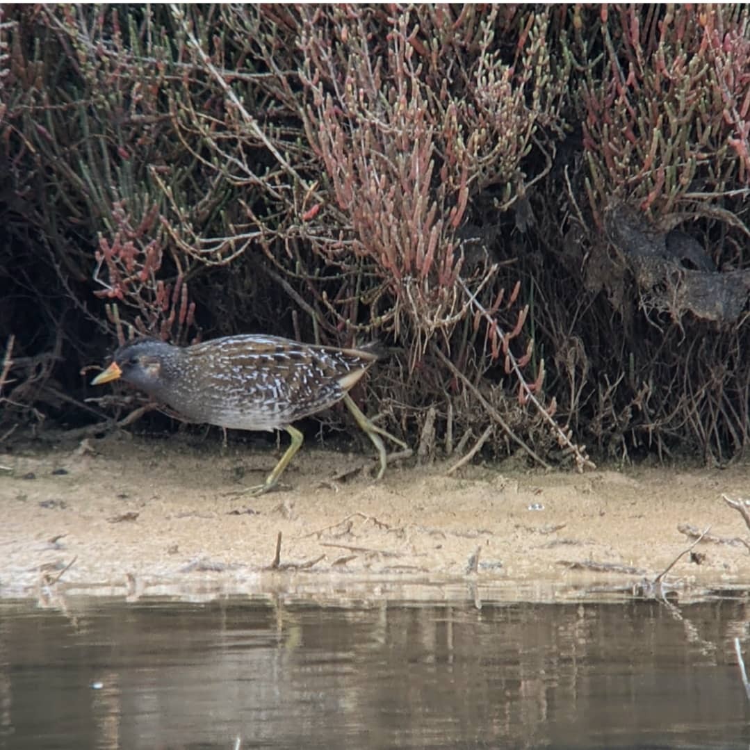 Spotted Crake - ML313766631