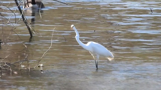 Great Egret - ML313774431