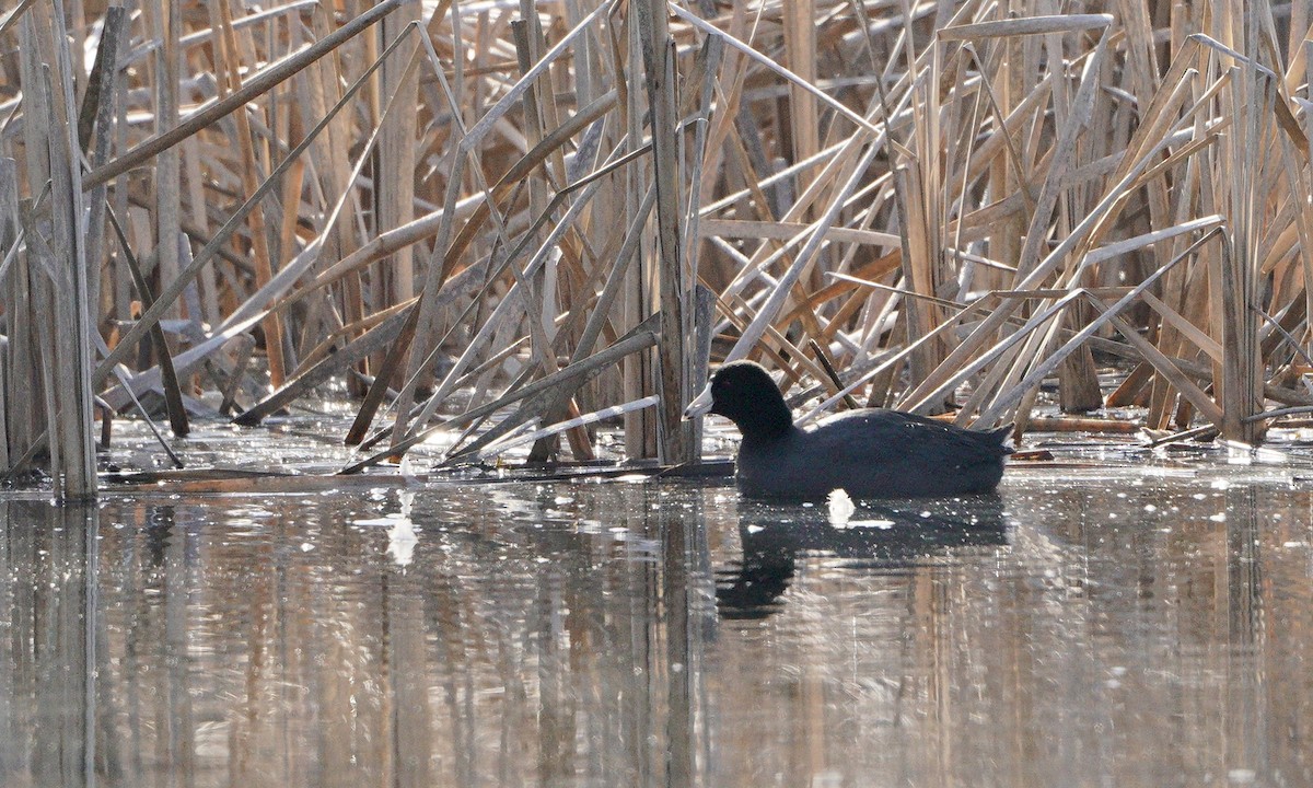 American Coot - Lee Funderburg