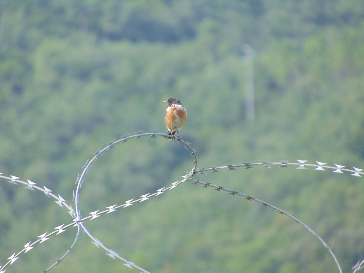 European Stonechat - Paolo Man