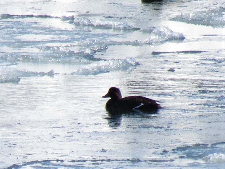 White-winged Scoter - ML313778721