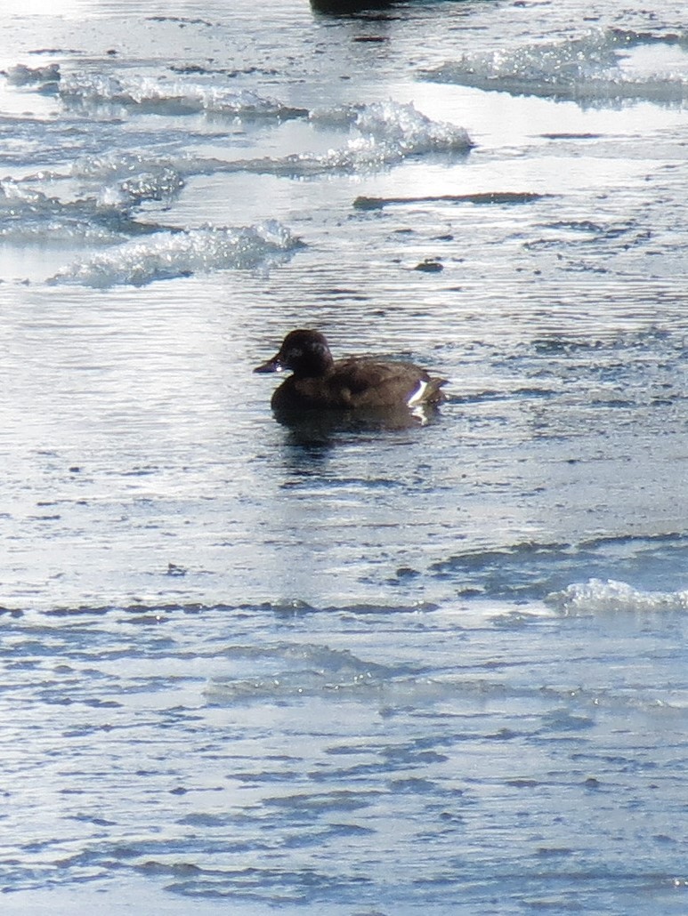 White-winged Scoter - ML313778731