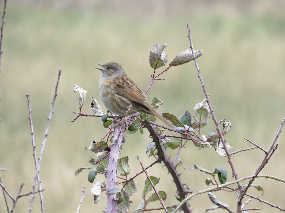 Dunnock - Lee Evans