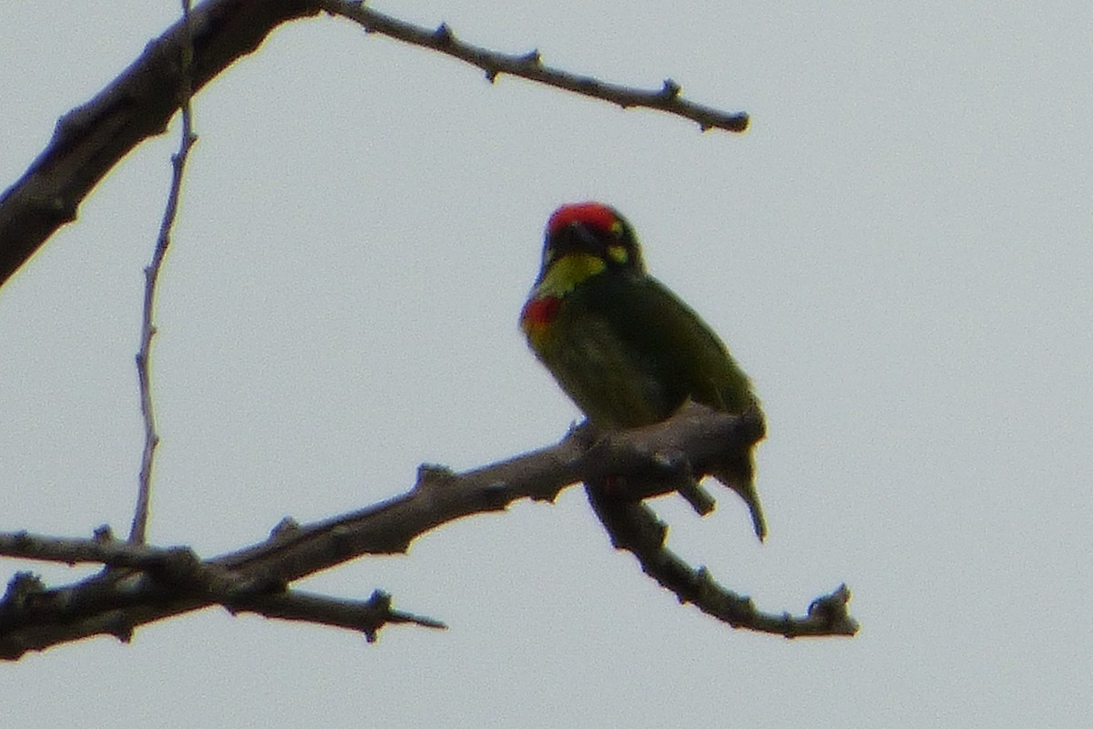 Coppersmith Barbet - ML313780771