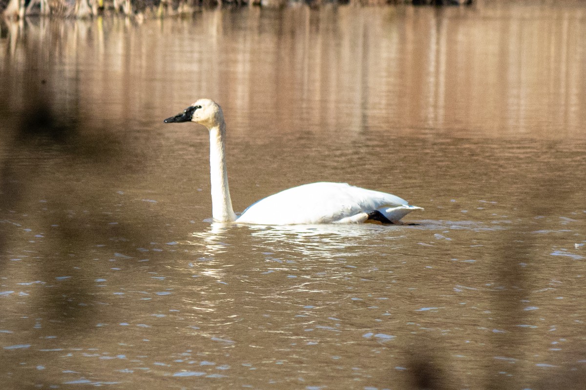 Tundra Swan - ML313781171