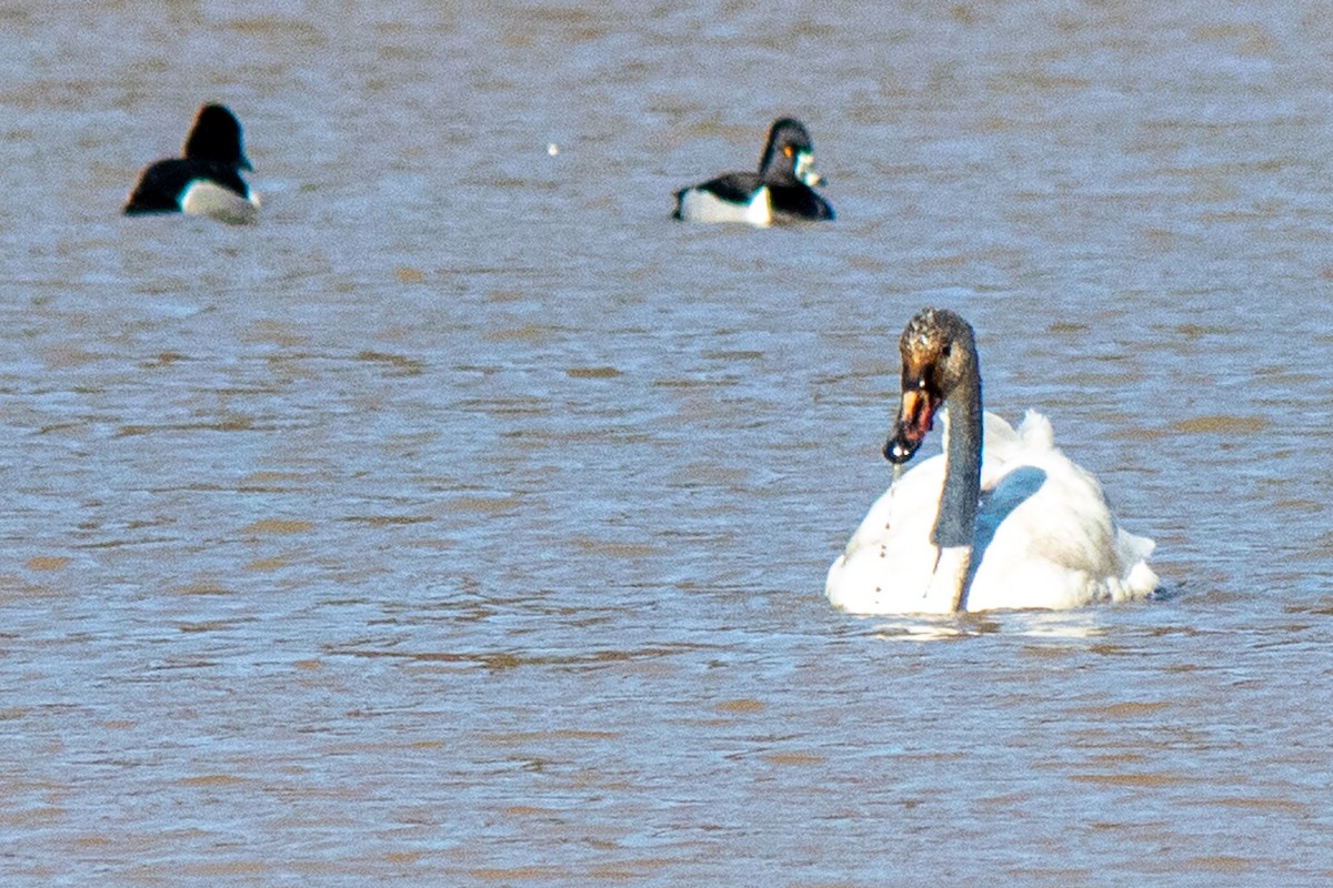 Tundra Swan - ML313781181