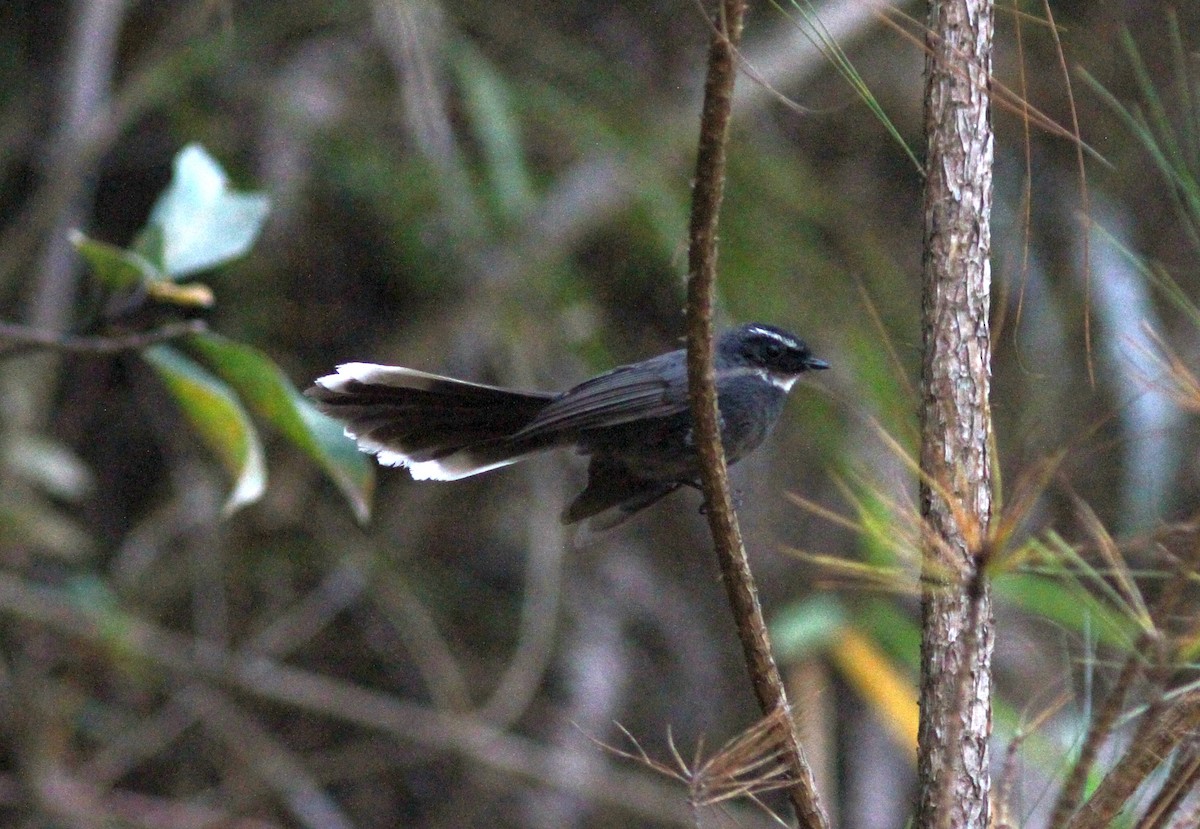 White-throated Fantail - ML313783931