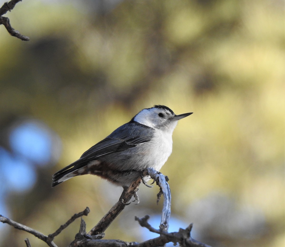 White-breasted Nuthatch (Interior West) - ML313785751