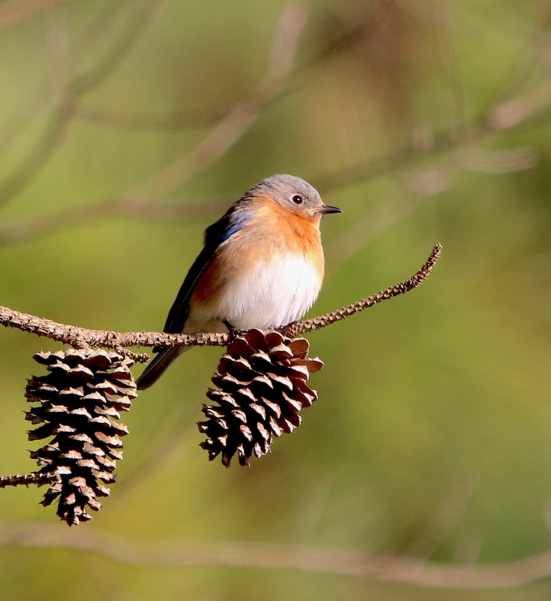 Eastern Bluebird - ML313785961