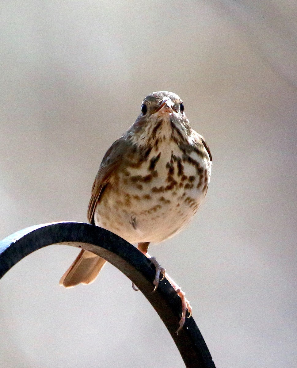 Hermit Thrush - ML313786151