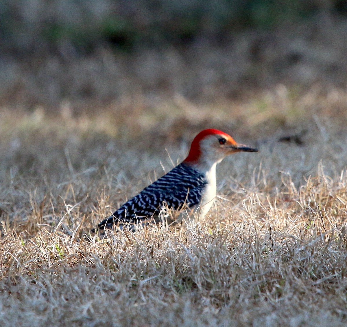 Red-bellied Woodpecker - ML313786201