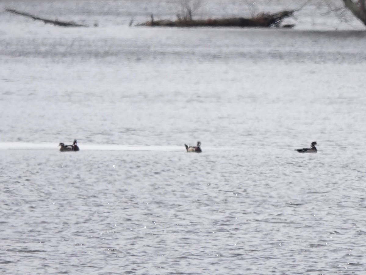 Wood Duck - ML313786311