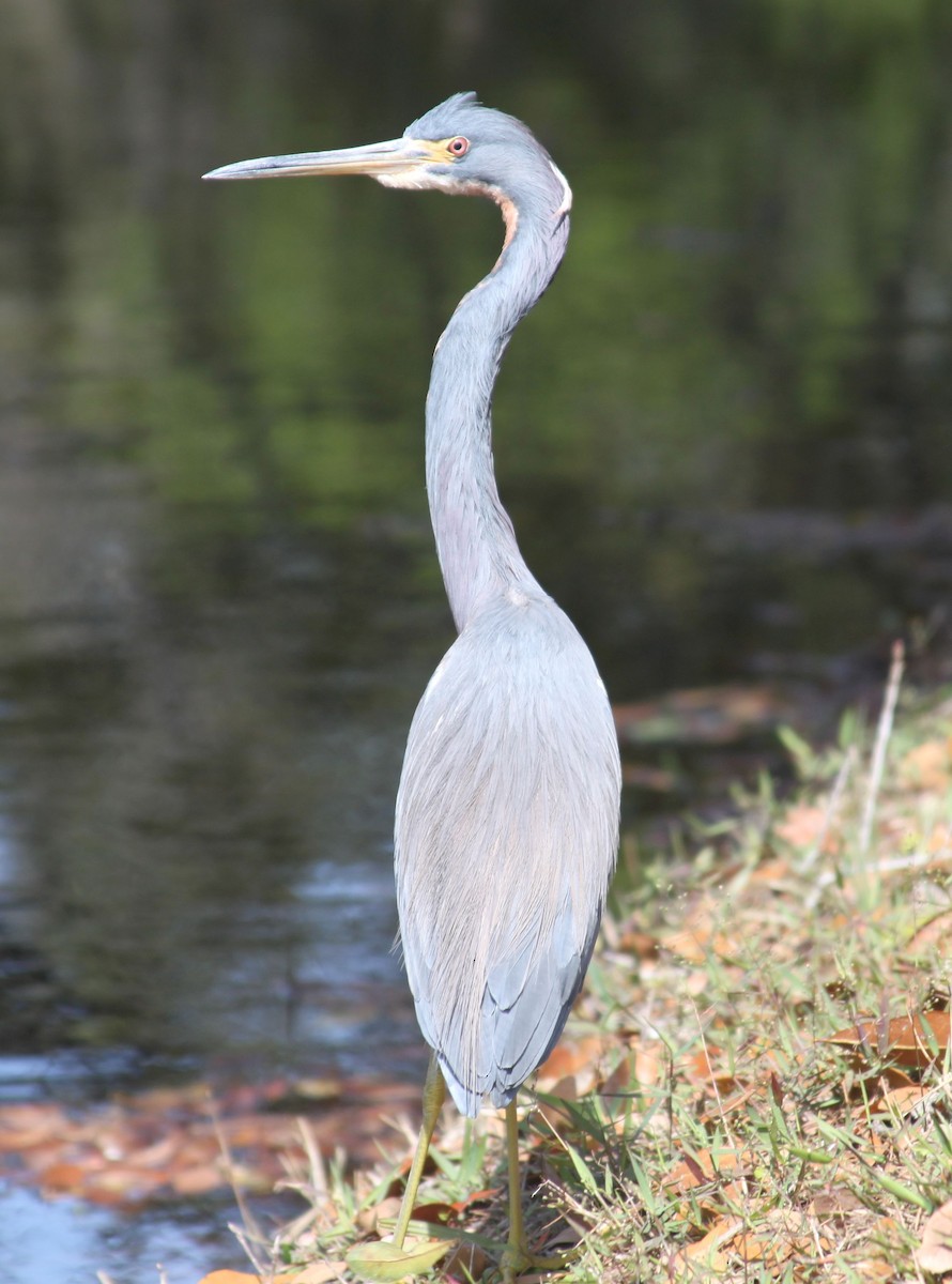 Tricolored Heron - ML313786811