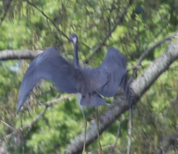 Tricolored Heron - ML313786901