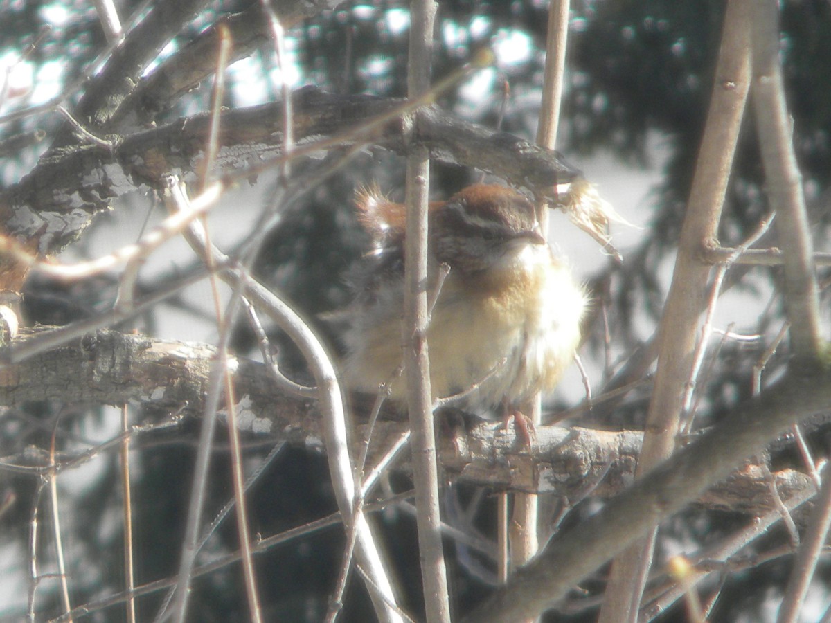 Carolina Wren - ML313787721