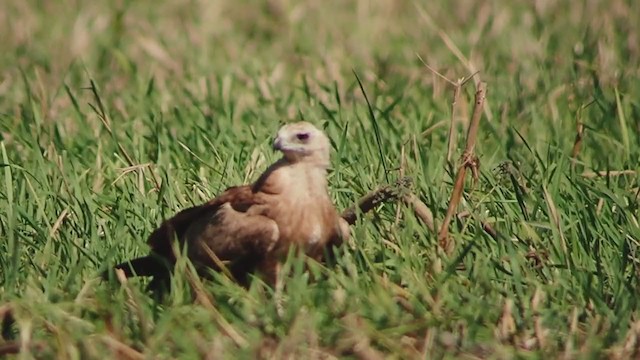 African Harrier-Hawk - ML313787831