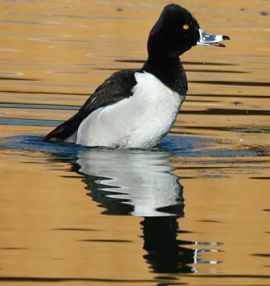 Ring-necked Duck - Parsley Sternhagen