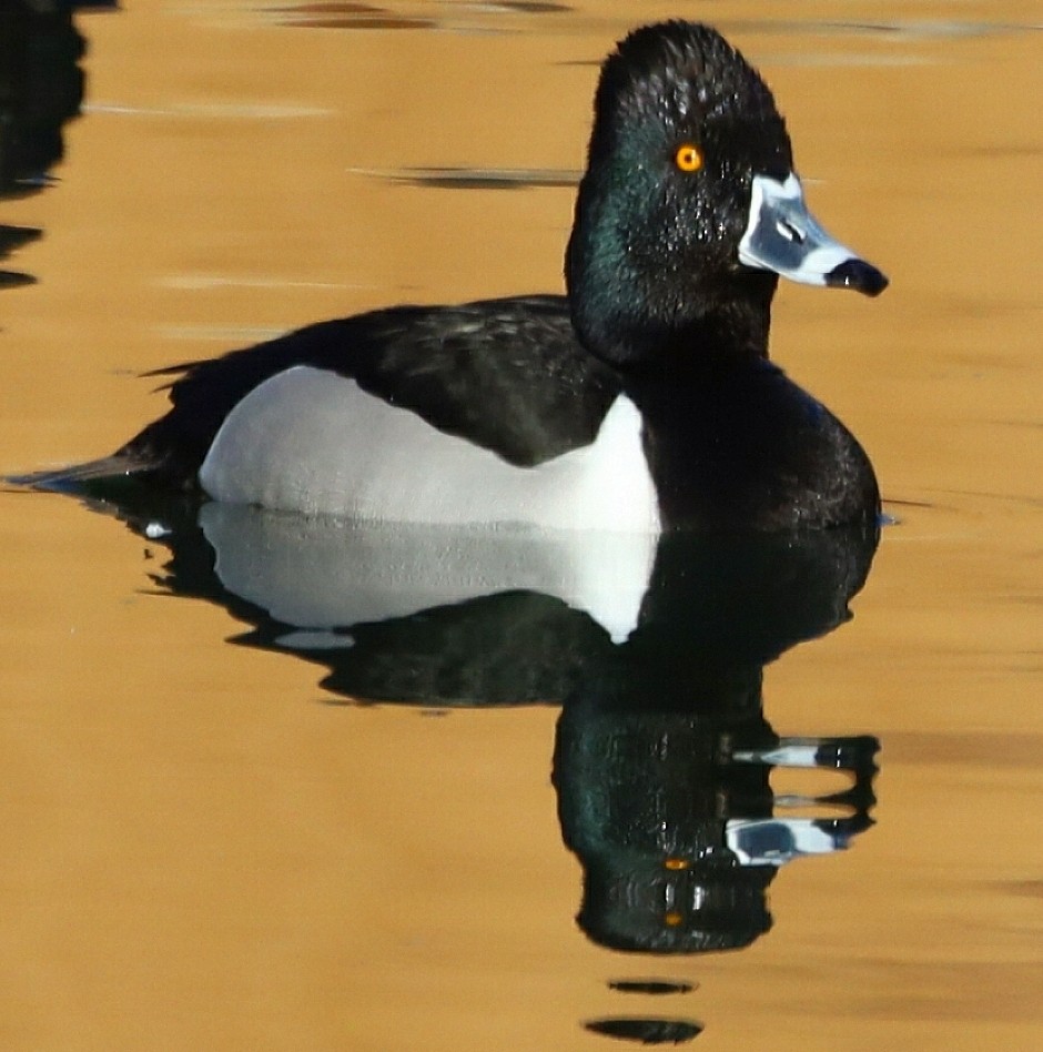 Ring-necked Duck - Parsley Sternhagen
