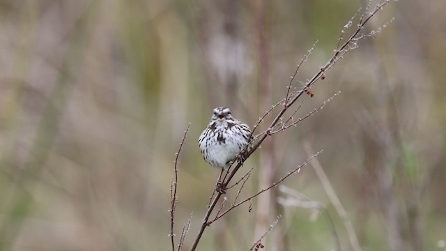 Song Sparrow (heermanni Group) - ML313788641