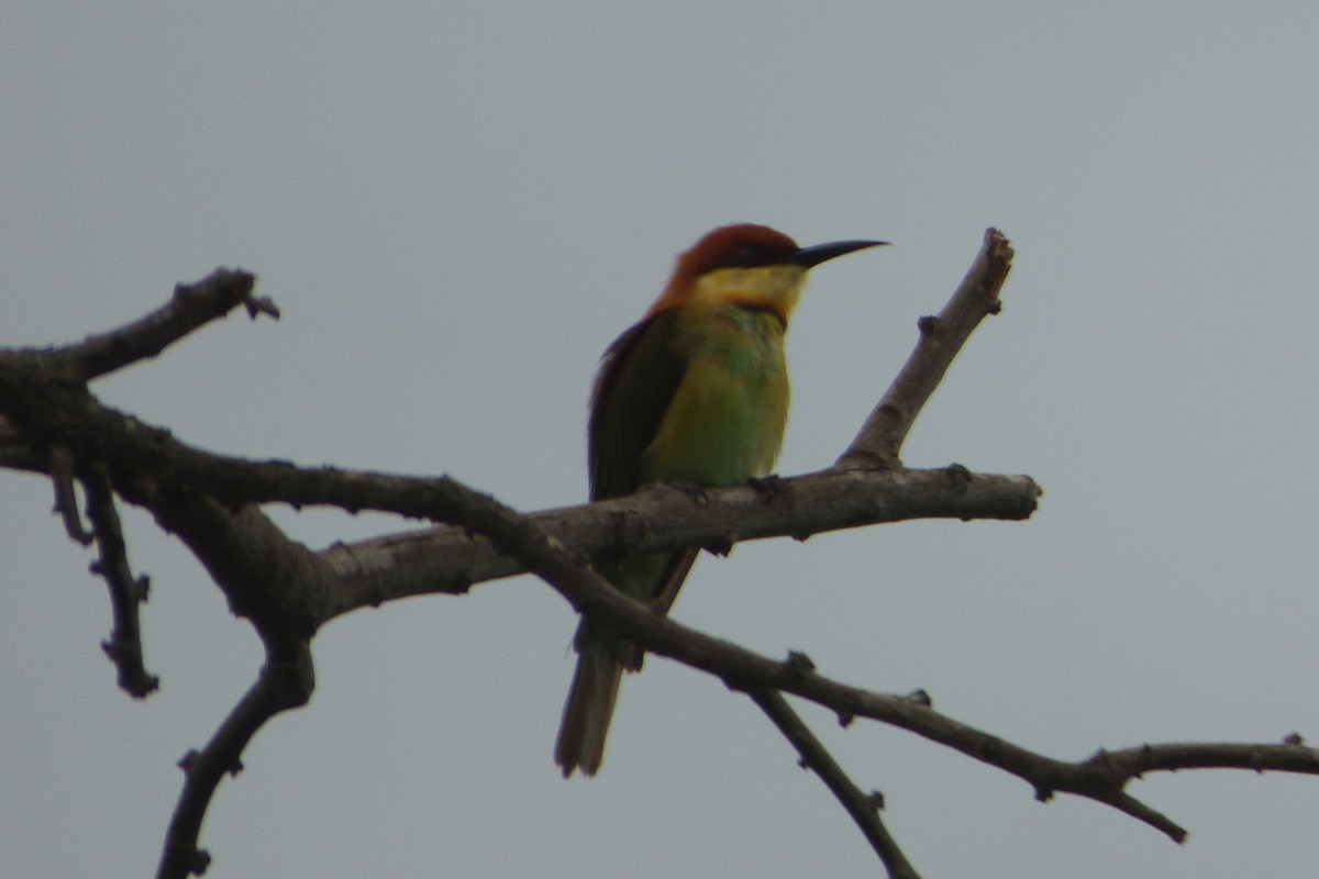 Chestnut-headed Bee-eater - ML313788831