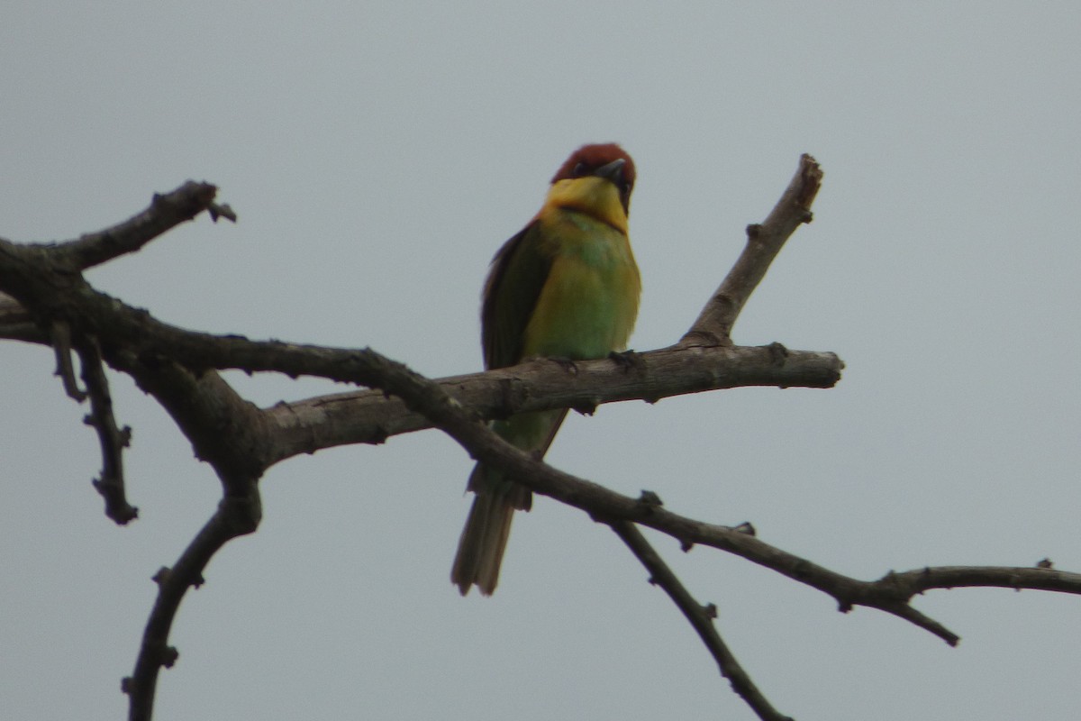 Chestnut-headed Bee-eater - ML313788841