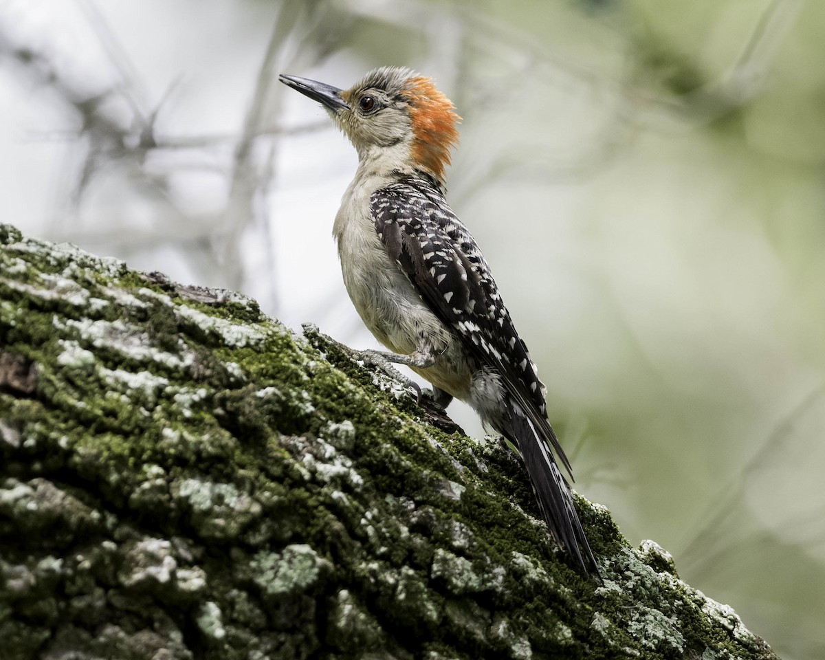 Red-bellied Woodpecker - David Hall