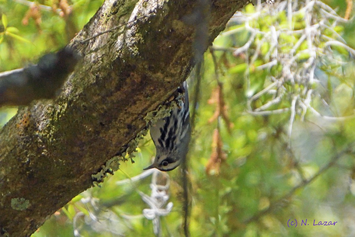 Black-and-white Warbler - ML313791361