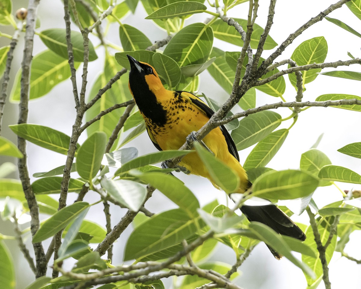 Spot-breasted Oriole - ML31379281