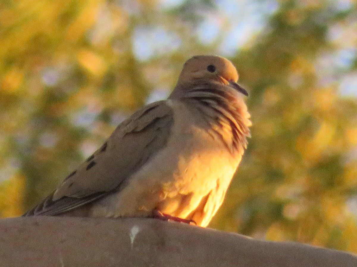 Mourning Dove - ML313792841