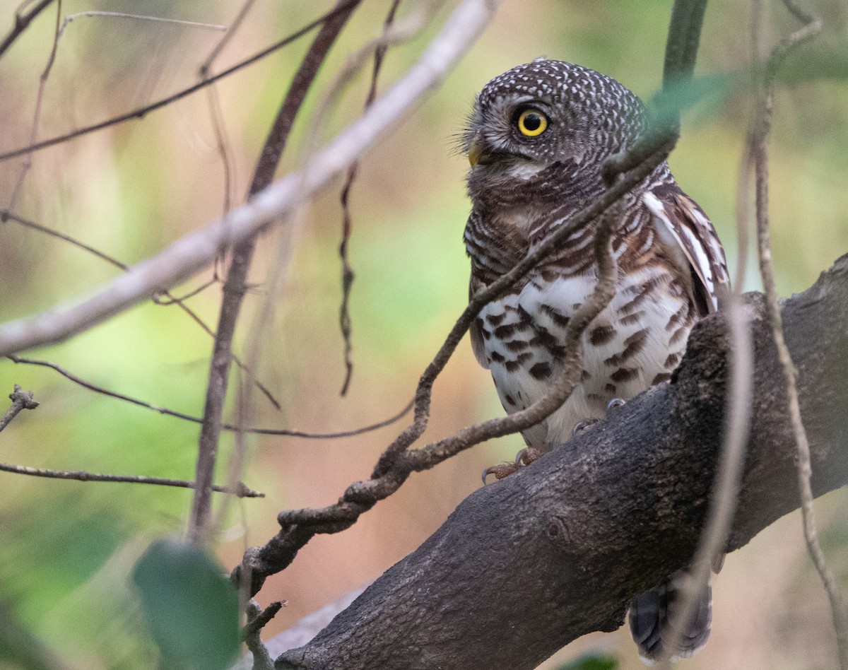 African Barred Owlet - ML313793061
