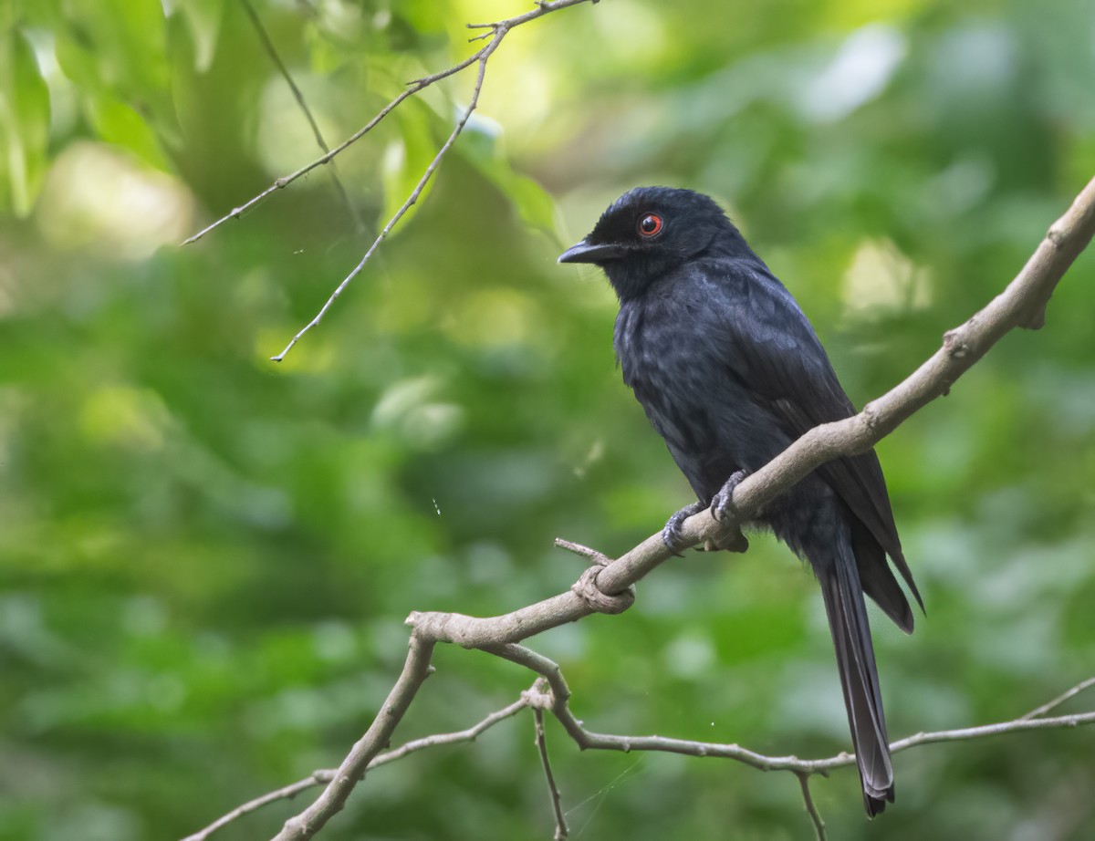 Sharpe's Drongo (occidentalis) - ML313793301