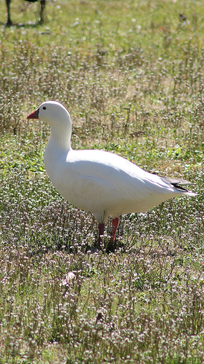 Ross's Goose - ML313793441