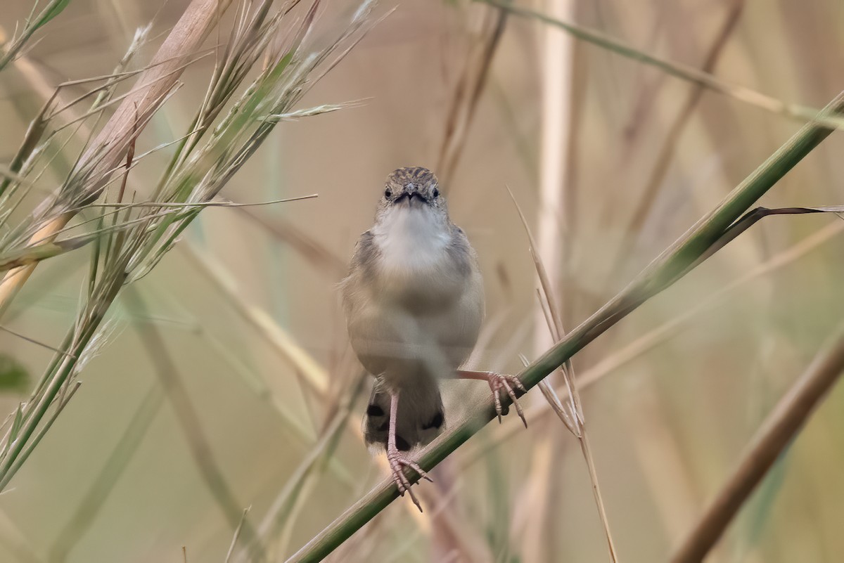 Croaking Cisticola - John Sterling