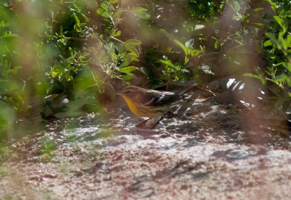 Blackburnian Warbler - ML313794541