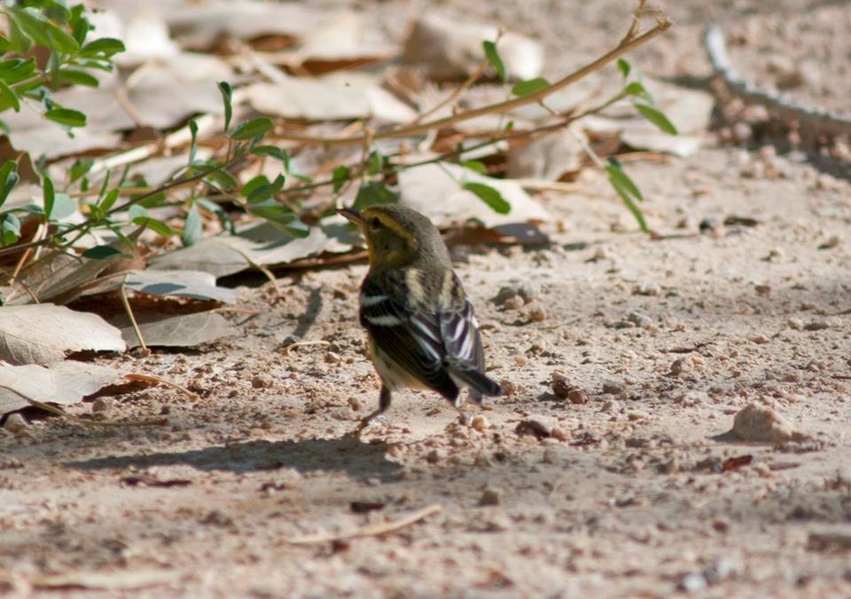 Blackburnian Warbler - ML313794571
