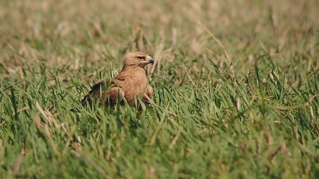 Tawny Eagle - ML313795111