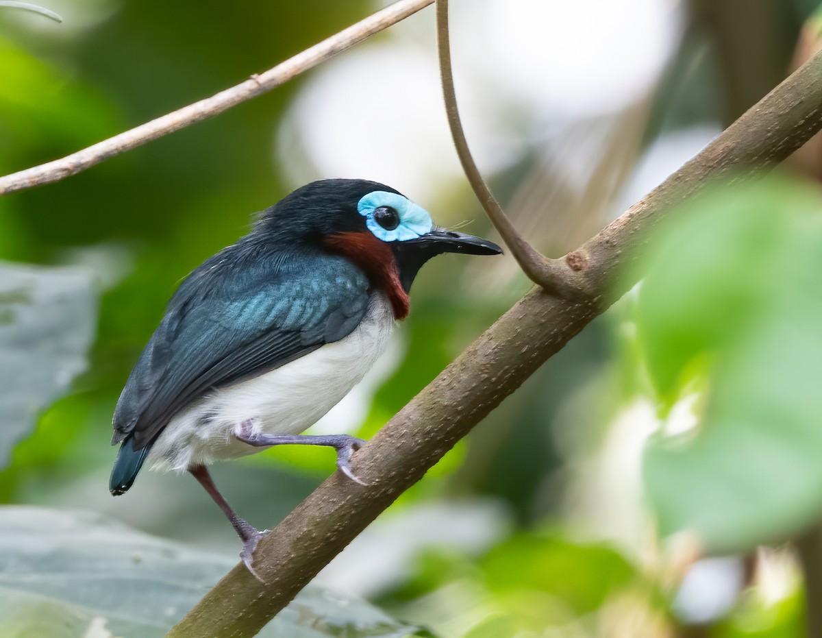 Red-cheeked Wattle-eye - John Sterling