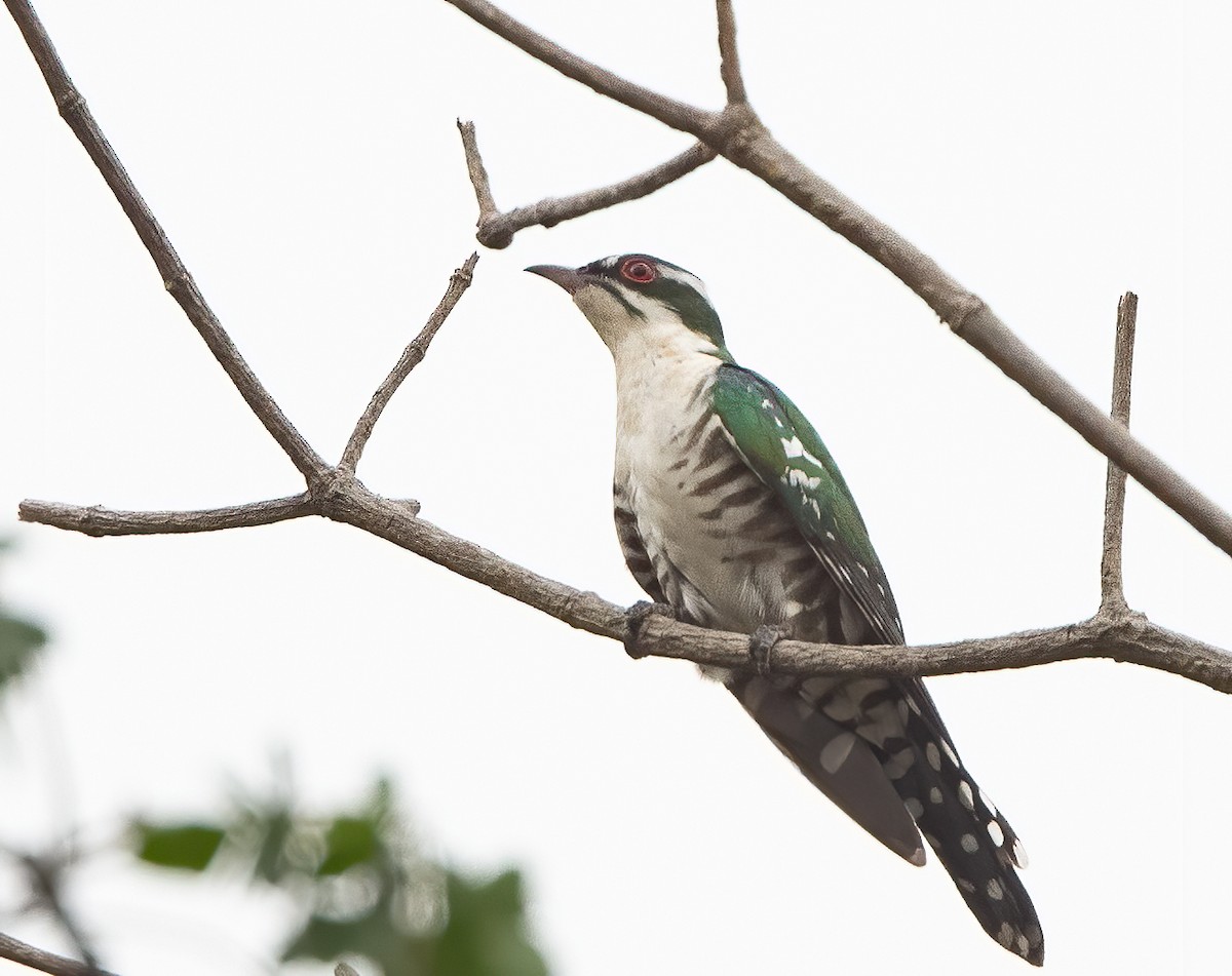 Dideric Cuckoo - John Sterling