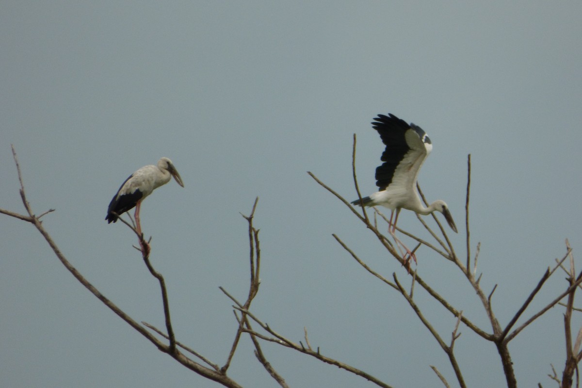 Asian Openbill - ML313796351