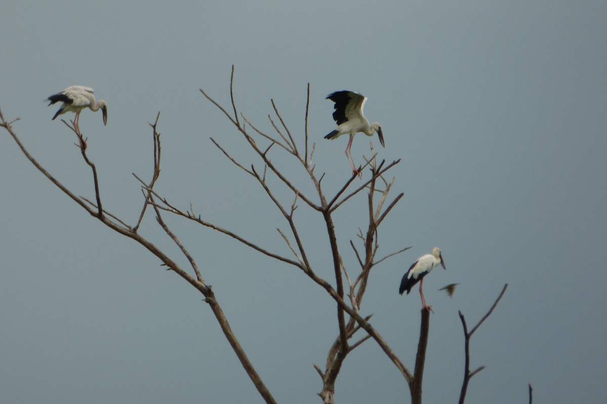 Asian Openbill - ML313796371