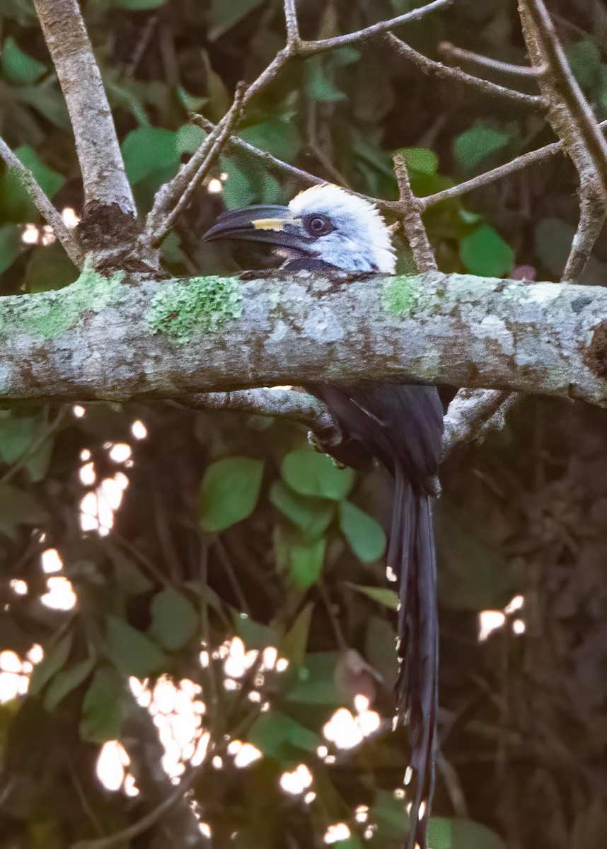 Western Long-tailed Hornbill - ML313796491