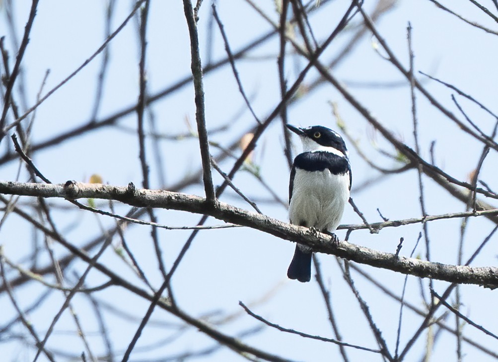 West African Batis - John Sterling