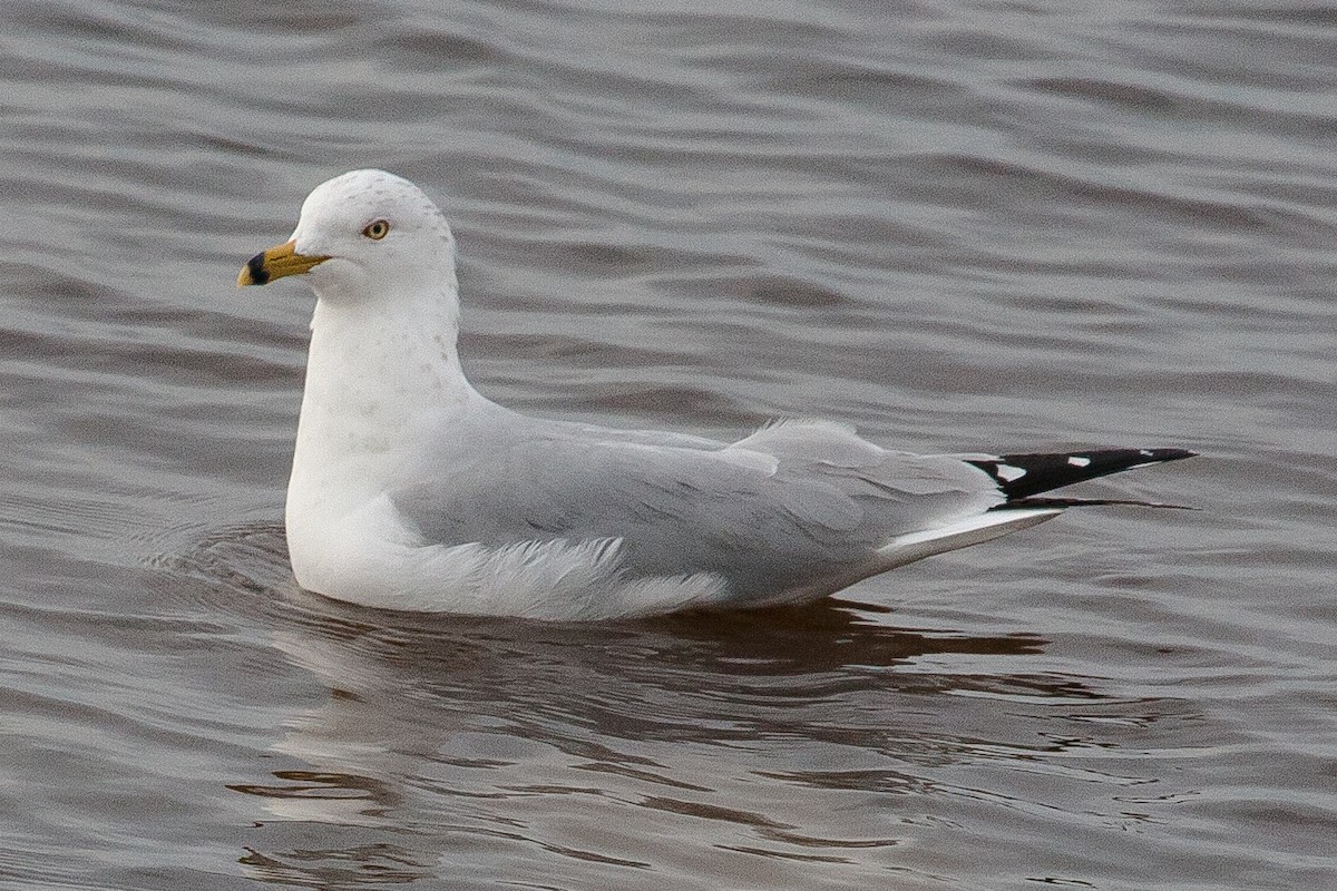 Ring-billed Gull - ML313797471