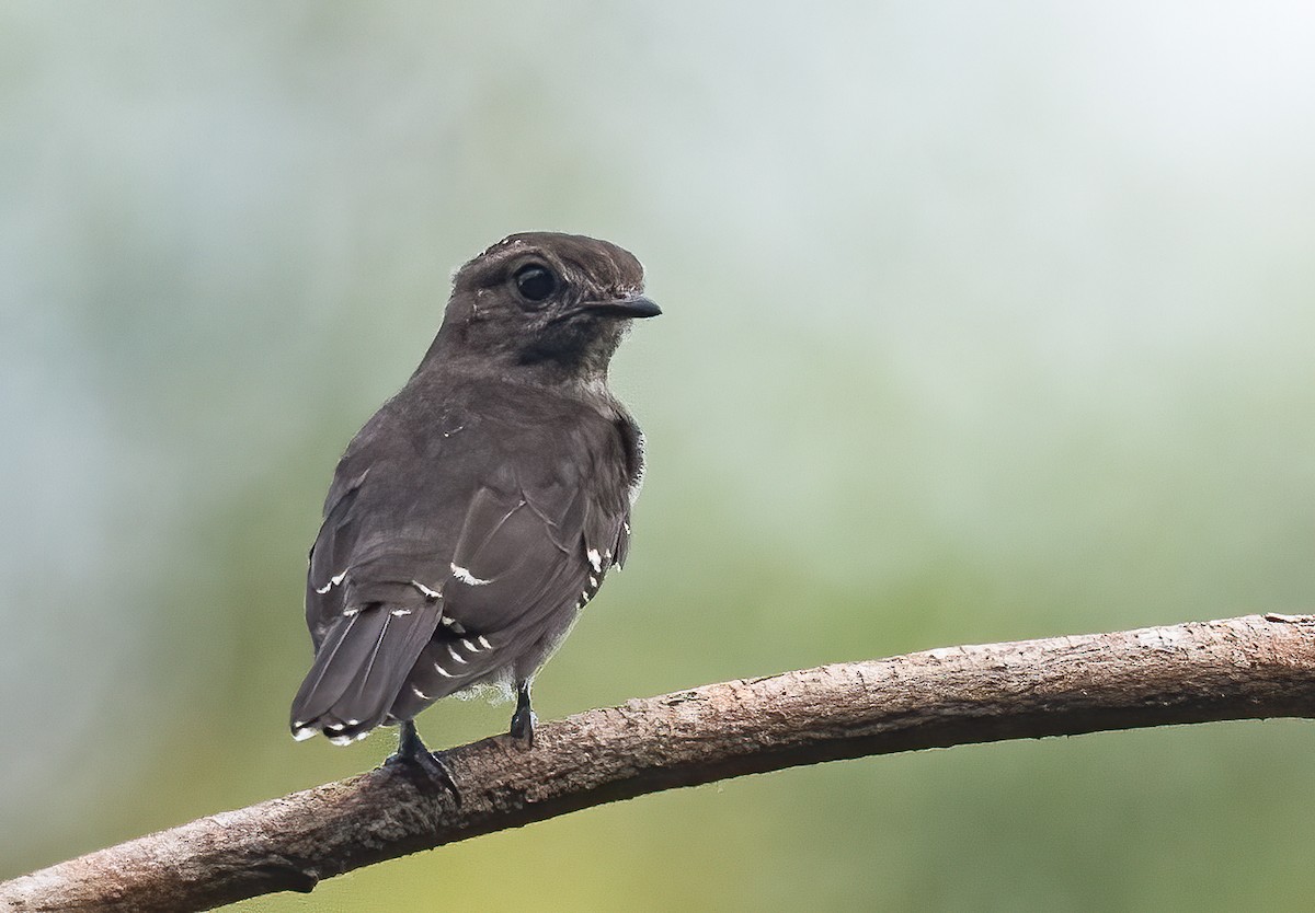 Ussher's Flycatcher - ML313797511