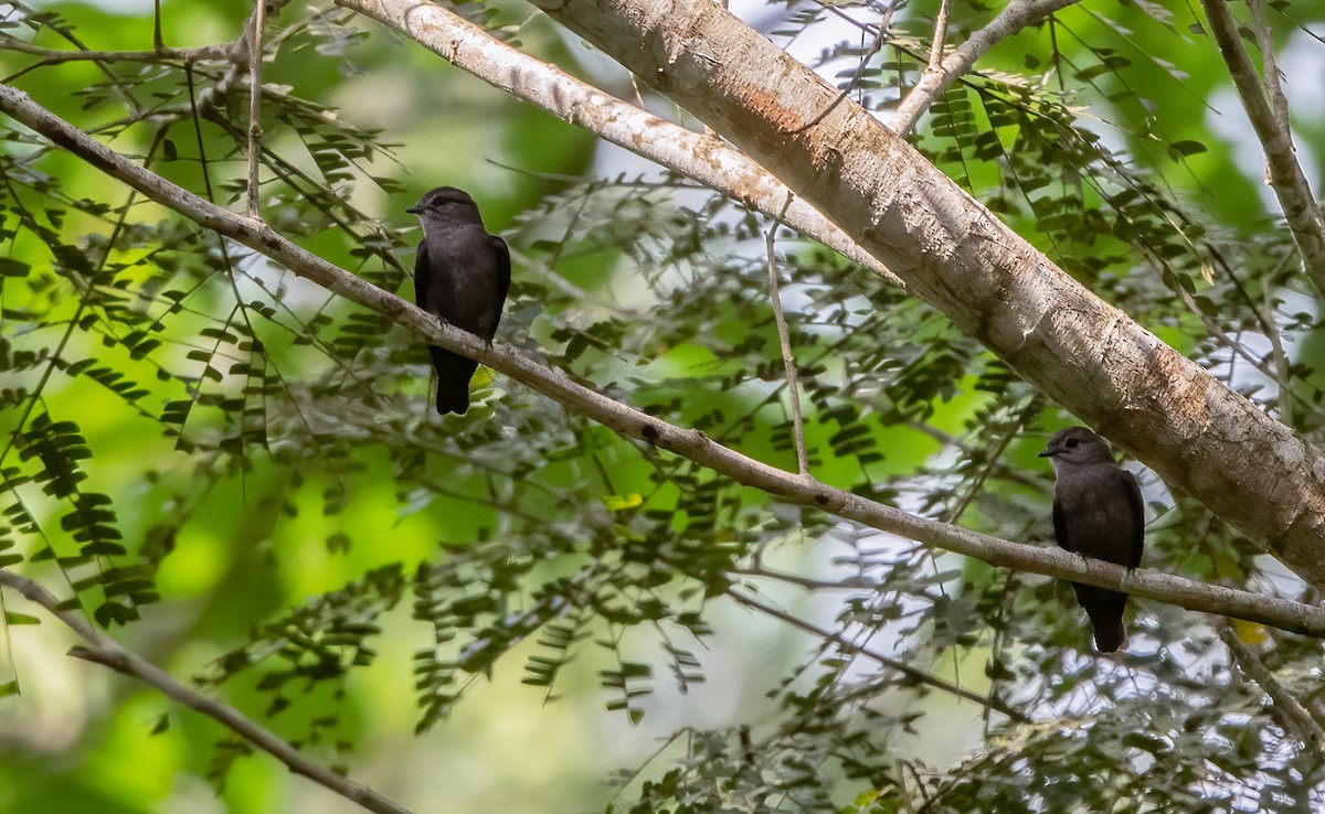 Ussher's Flycatcher - ML313797541