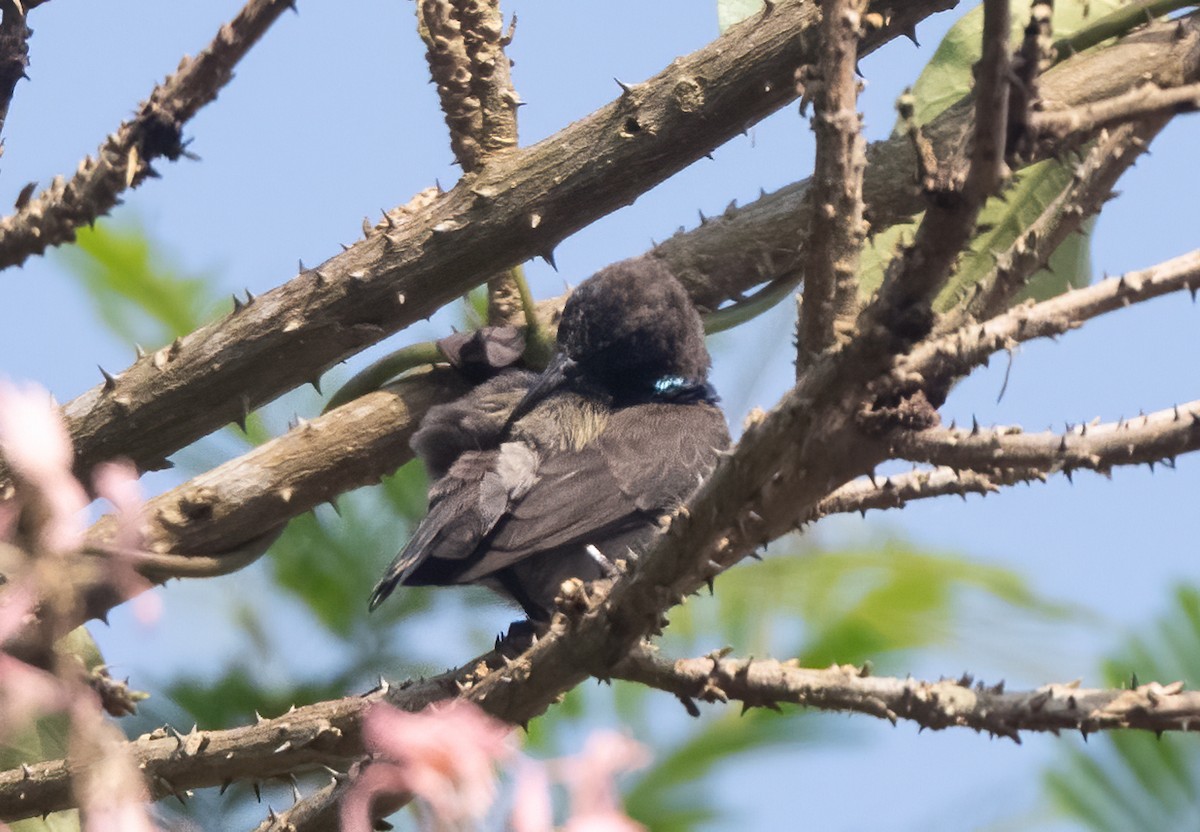 Blue-throated Brown Sunbird - John Sterling