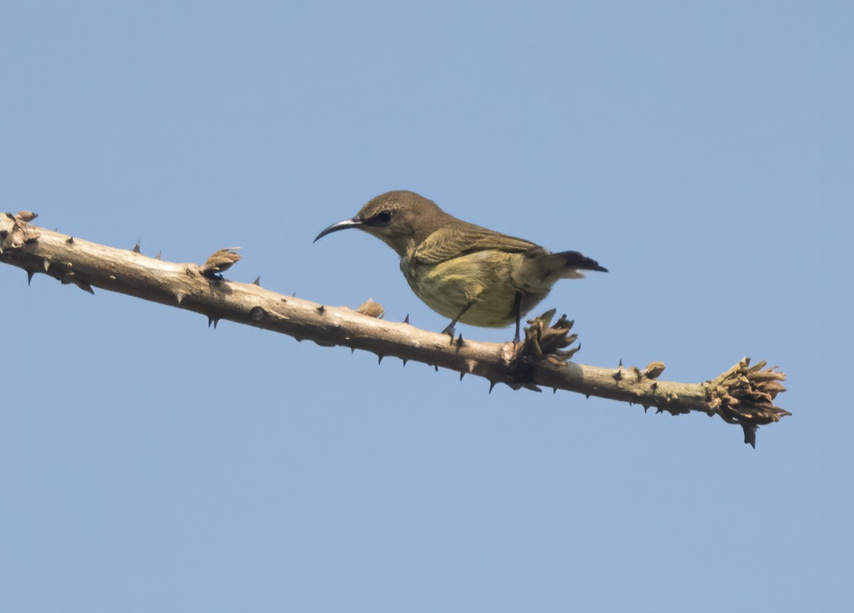 Buff-throated Sunbird - ML313797751